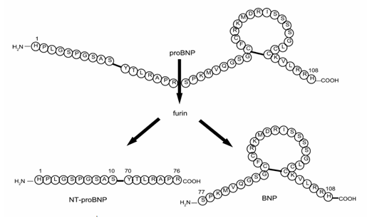Sơ đồ phân tách proBNP thành BNP và NT-proBNP