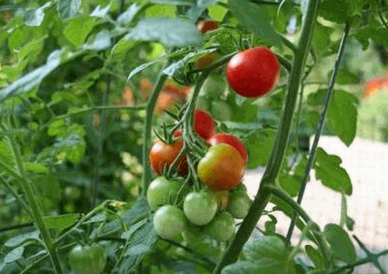 Cây cà chua
