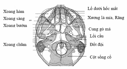 Mốc giải phẫu trên tư thế chụp nền sọ (hirtz).