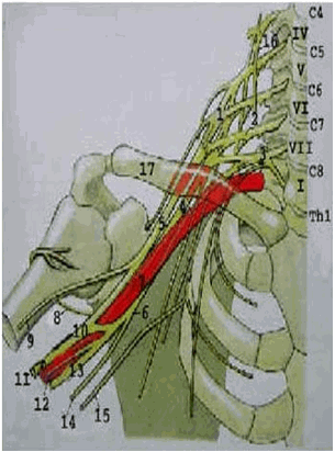 Giải phẫu đám rối thần kinh cánh tay