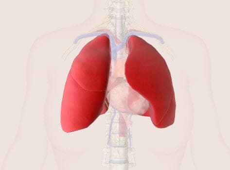 Hình của phổi