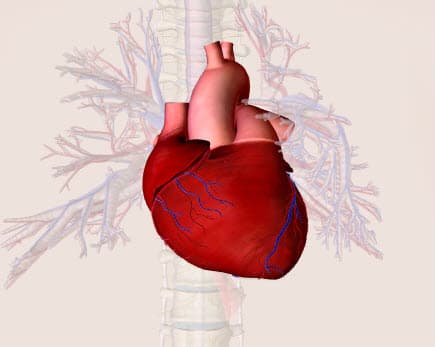 Hình ảnh tim trong lồng ngực