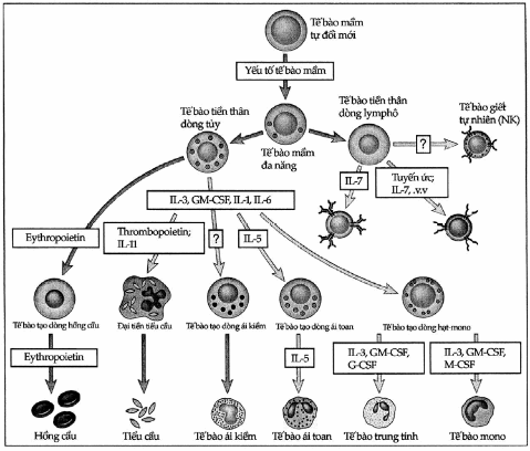Vai trò của cytokin trong tạo máu.
