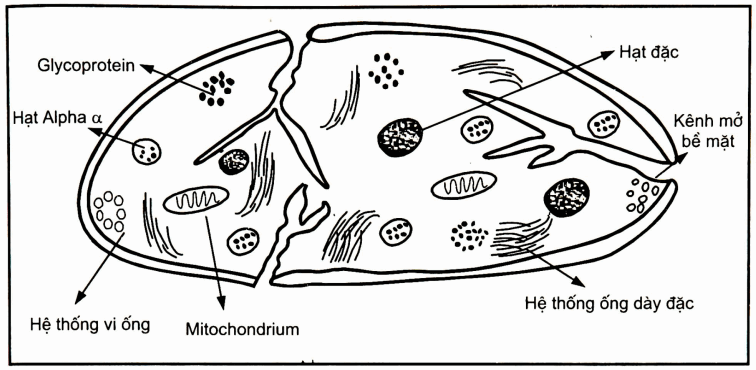 Cấu trúc tiểu cầu: màng tiểu cầu gồm hai lớp lipid màng và các thành phần của nội bào