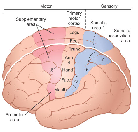 Các khu vực chức năng vận động và cảm giác của vỏ não