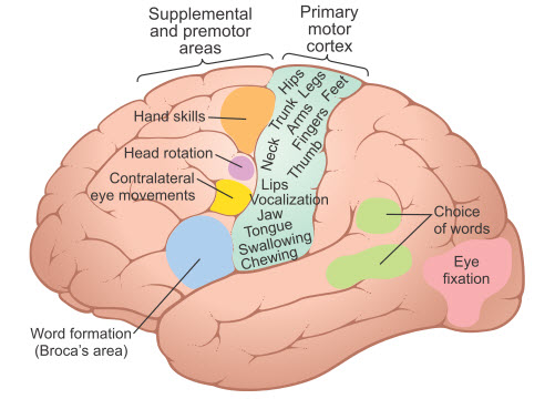 Đại diện của các cơ khác nhau của cơ thể trong vỏ não vận động