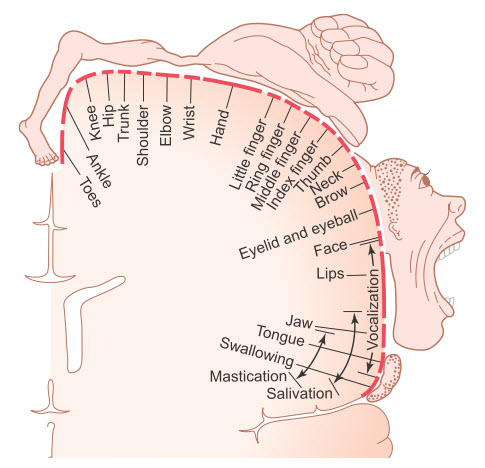 Mức độ đại diện của các cơ khác nhau của cơ thể trong vỏ não vận động