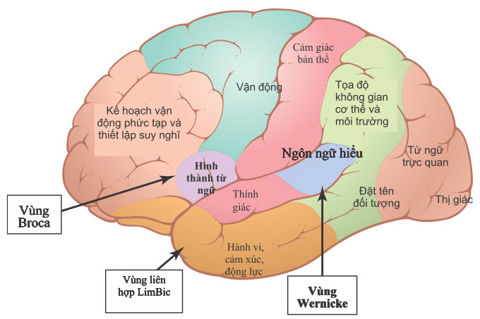 Bản đồ các khu vực chức năng cụ thể trong vỏ não