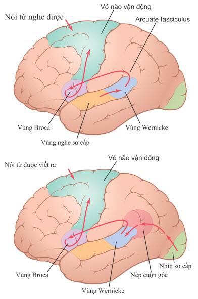 Các con đường của não (trên) để nhận thức một từ đã nghe
