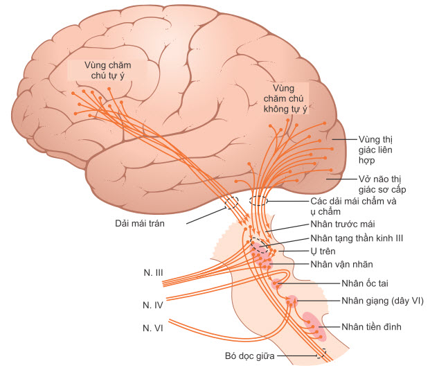 Các con đường thần kinh để kiểm soát chuyển động liên hợp của mắt