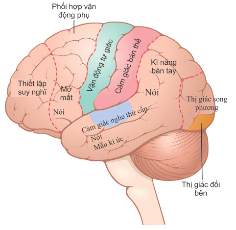 Các khu vực của vỏ não kết nối với các phần cụ thể của đồi thị.