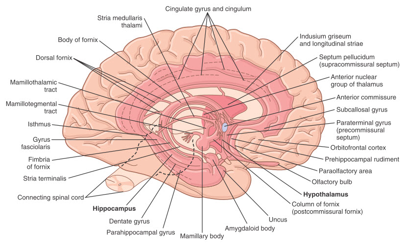 Giải phẫu của hệ limbic