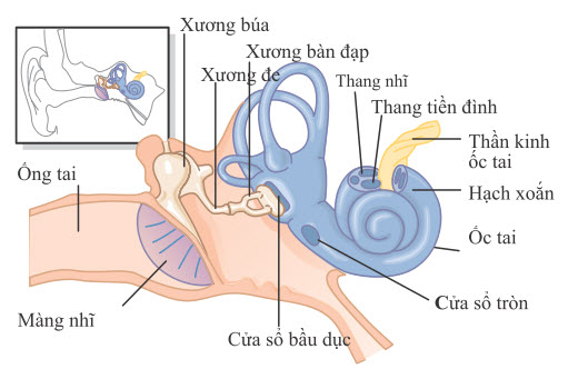 Màng nhĩ, hệ thống xương con của tai giữa và tai trong