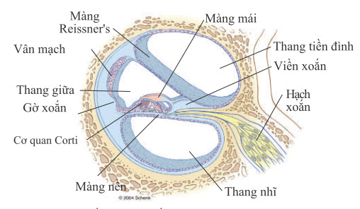 Mặt cắt qua ngã rẽ của ốc tai