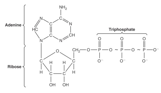 Cấu trúc hóa học của adenosine triphosphate