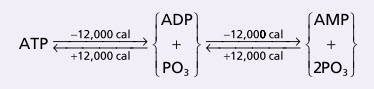 Sự chuyển hóa giữa ATP, ADP và AMP