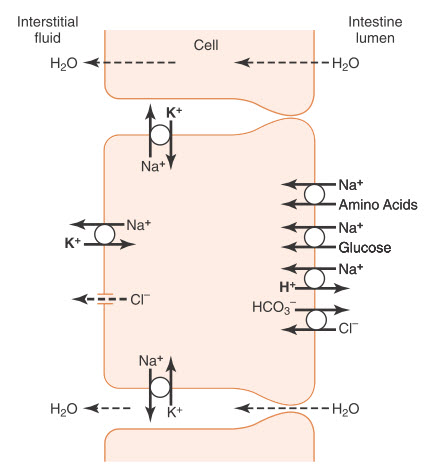 Hấp thụ natri, clorua, glucose và axit amin qua biểu mô ruột