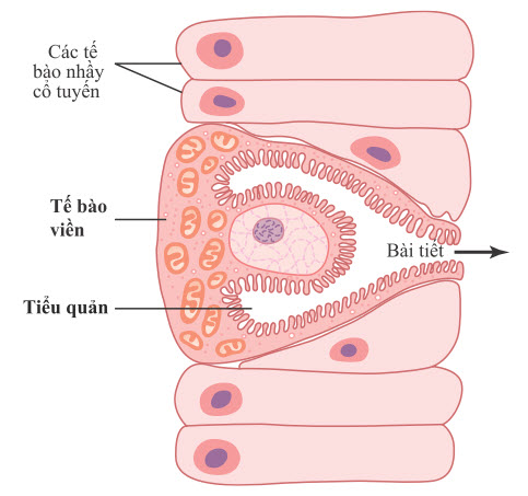 Sơ đồ giải phẫu các tiểu quản trong tế bào viền (oxyntic)