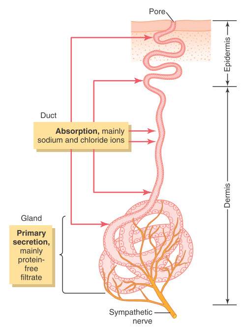 Tuyến mồ hôi được hình thành bởi dây thần kinh