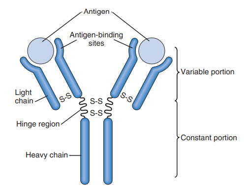 Cấu trúc của kháng thể IgG điển hình