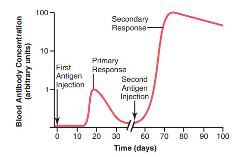 Diễn biến thời gian của phản ứng kháng thể