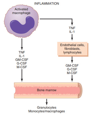 Kiểm soát tủy xương sản xuất bạch cầu hạt và đại thực bào monocyte