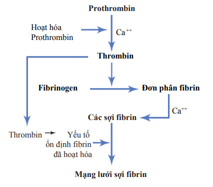 Sơ đồ chuyển hóa prothrombin
