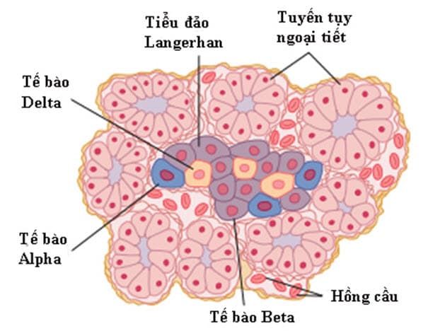 Giải phẫu và sinh lý tiểu đảo Langerhan