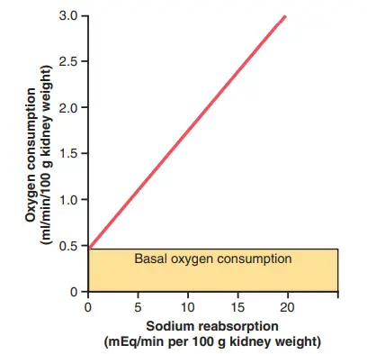 Mối liên quan giữa tiêu thụ oxy và tái hấp thu natri ở thận