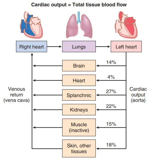 Cung lượng tim bằng tuần hoàn tĩnh mạch