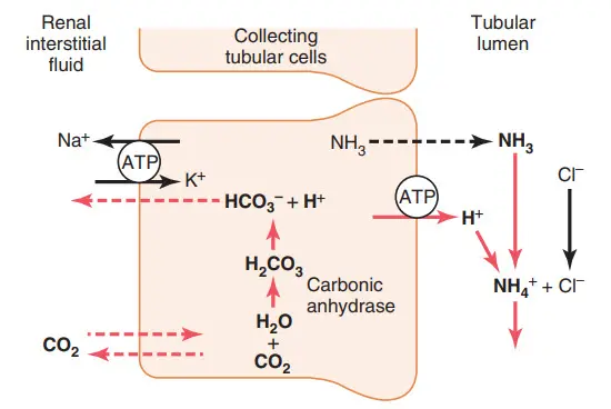 Đệm amoniac (NH3) bài tiết ion hydro trong ống góp