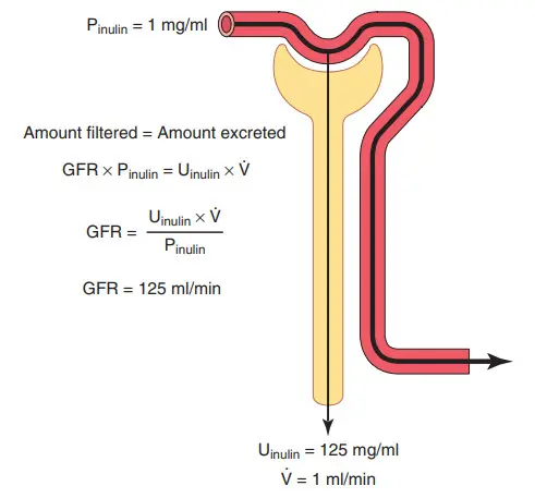 Đo mức lọc cầu thận (GFR) từ độ thanh thải Inulin