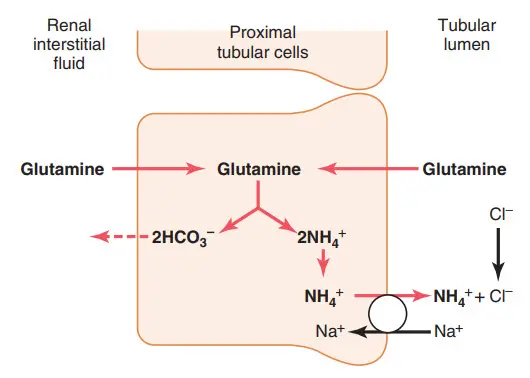 Sự sản xuất và bài tiết NH4+ ở tế bào ống lượn gần