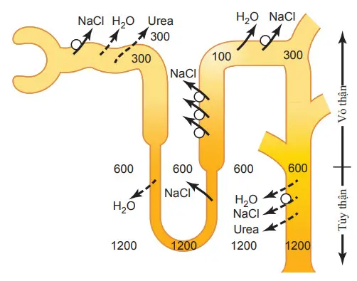 Sự hình thành nước tiểu cô đặc khi nồng độ hormone chống bài niệu (ADH) cao