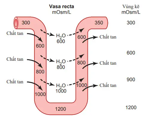 Sự trao đổi ngược dòng trong các “recta vasa”