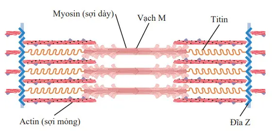 Tổ chức của các protein trong một đơn vị co cơ