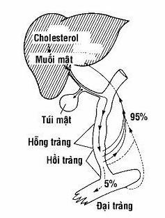 Chu trình ruột gan của muối mật.