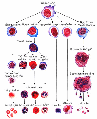 Quá trình biệt hoá các dòng tế bào máu