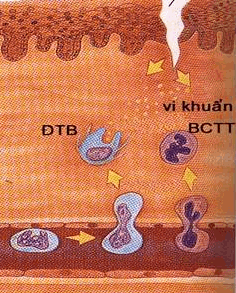 Các tế bào thực bào di chuyển từ máu đến tổ chức tổn thương