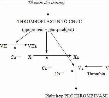 Sự hình thành prothrombinase theo con đường ngoại sinh