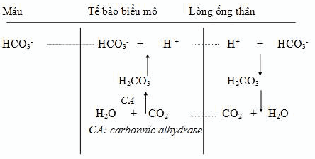 Cơ chế hấp thu HCO3-.