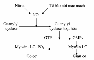 Cơ chế gây giãn cơ trơn của nitrat