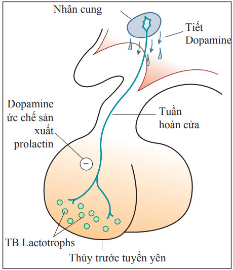 Dopamine - ức chế tiết prolactin