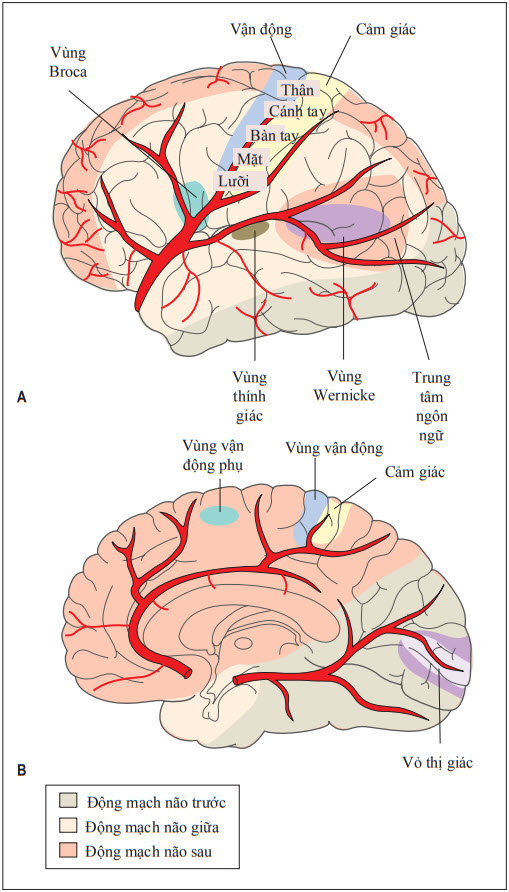 Các vùng phân bố động mạch não
