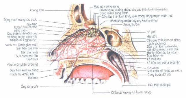 Các mạch máu và dây thần kinh của niêm mạc mũi