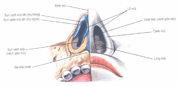 Các sụn của mũi - nhìn từ phía bên dưới