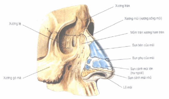 Các sụn của mũi - nhìn từ phía bên ngoài