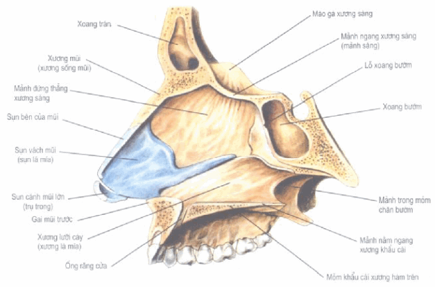 Các sụn, xoang của mũi - nhìn từ phía bên trong