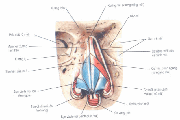 Tháp mũi - khung xương, sụn và các cơ