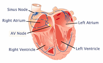 Nguồn gốc của nhịp lạc chỗ